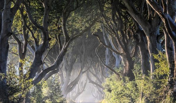 The Dark Hedges